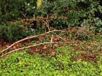 Hamamelis Parasol 2016 01 23 9152